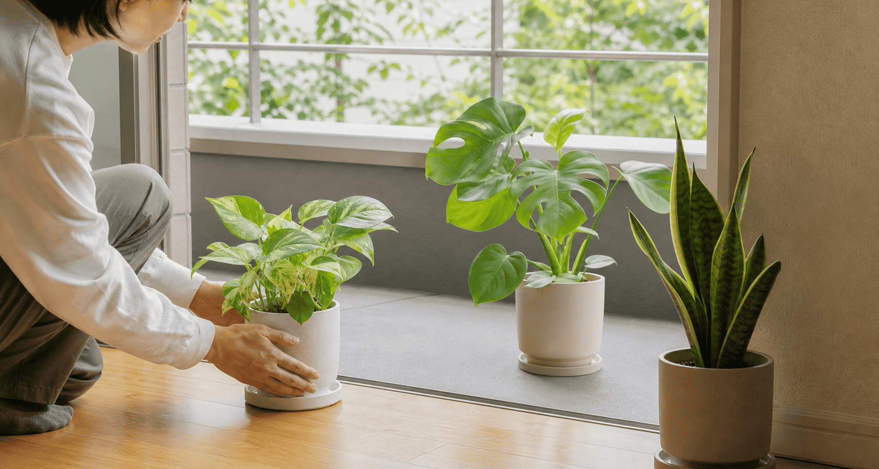 室内の観葉植物を明るい日陰のベランダへ少しずつ移動している様子